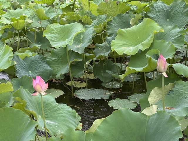 雨中圓明園：歷史與自然的私語