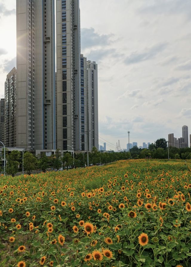 超大向日葵花海免費人少快衝
