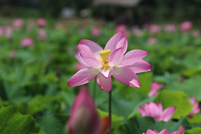 #普者黑旅行攻略 #雲南普者黑荷花 要睇最靚荷花千祈唔好等到七月中旬！本地人，全係本人自己影嘅，最靚荷
