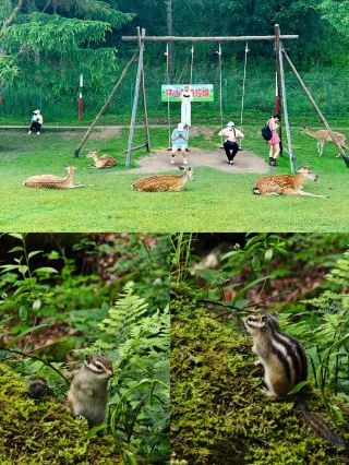 Yichun 3-Day 2-Night Summer Escape & Family Fun Treasure Guide