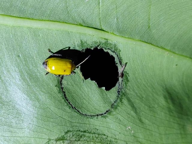 西雙版納2日遊：熱帶雨林探秘，獨特民族文化體驗