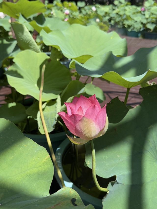 上海古猗園餐廳，上海老字號荷花宴，在此用餐視覺與味覺雙重享受！