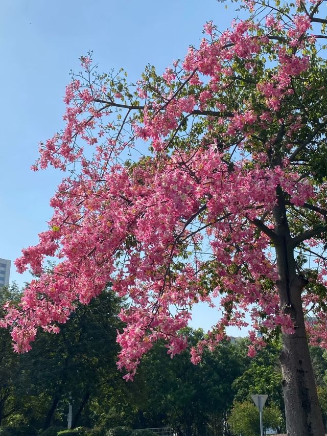 免費 | 中山岐江公園
