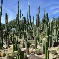 Shenzhen Fairy Lake Botanical Gardens!