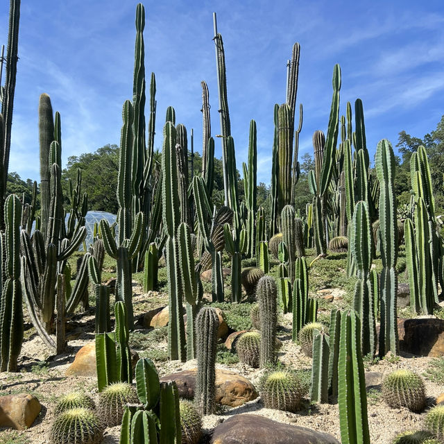 Shenzhen Fairy Lake Botanical Gardens!