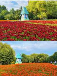 瀋水灣，邂逅百合花嘅浪漫之約