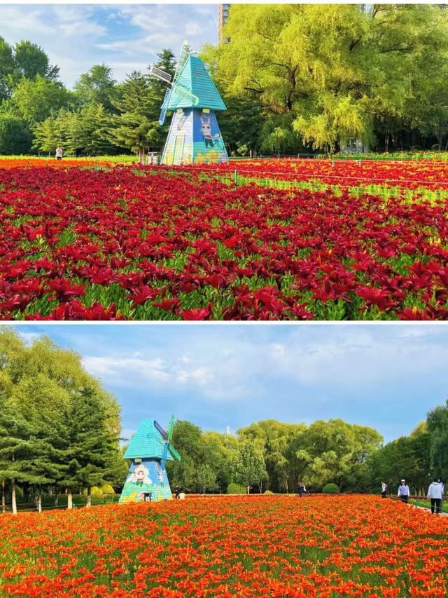 瀋水灣，邂逅百合花嘅浪漫之約