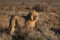 「你與世界只差一場觸動生命的旅行」坦桑尼亞（北部safari
