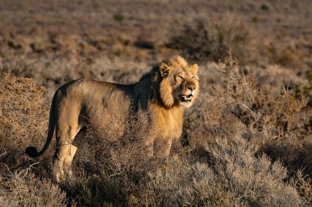 「你與世界只差一場觸動生命的旅行」坦桑尼亞（北部safari
