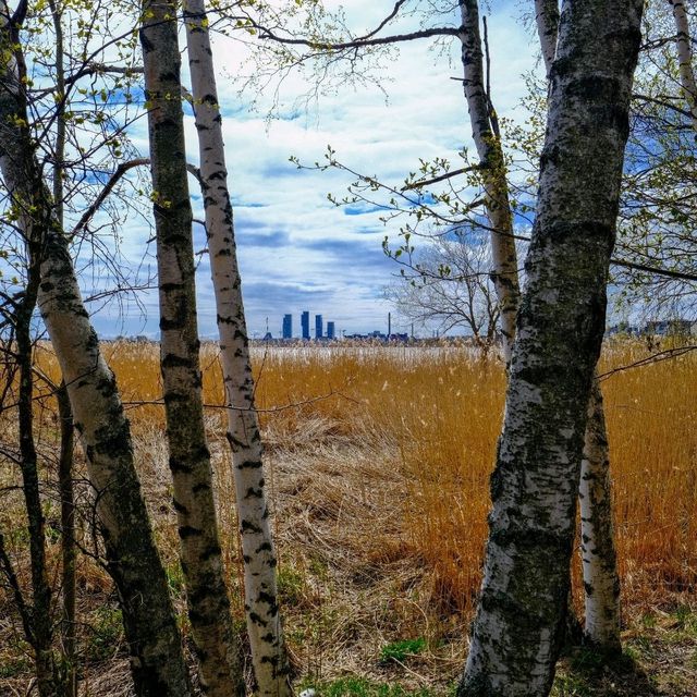🌲 Helsinki’s Best Nature Spots: Where the City Breathes Green