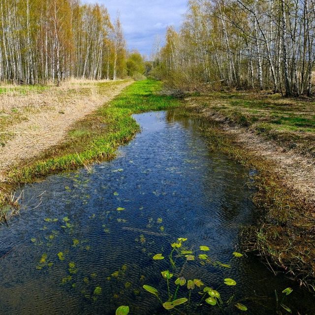 🌲 Helsinki’s Best Nature Spots: Where the City Breathes Green