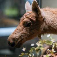 🦌 Helsinki Natural History Museum – Into the Finnish Forests