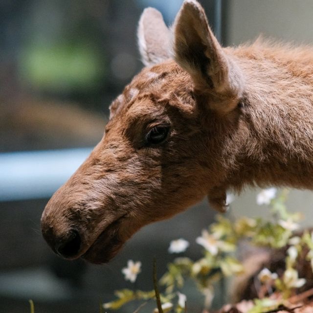 🦌 Helsinki Natural History Museum – Into the Finnish Forests