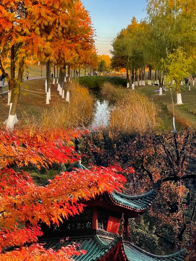 在長沙秋天散步：桂花香裡混著臭豆腐味，絕了！