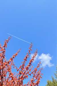 成都1小時半到秘境，金鳳山彩林絕美