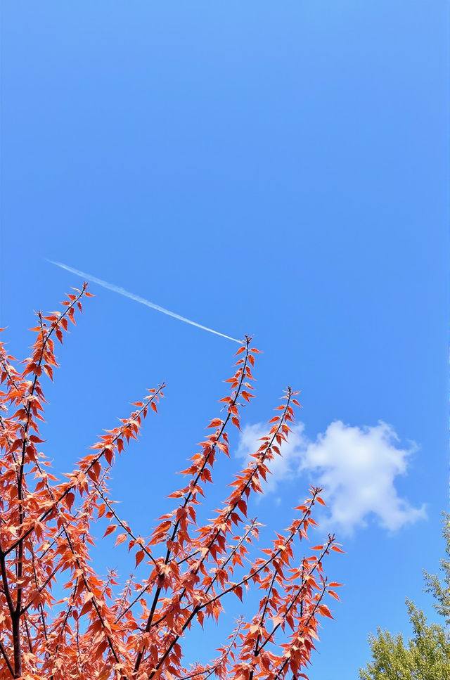 成都1小時半到秘境，金鳳山彩林絕美