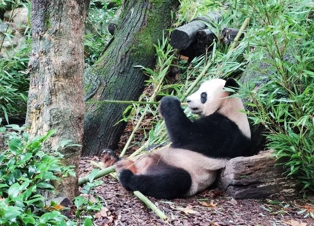 與閨蜜共赴熊貓谷，解鎖國寶奇遇，開啟一場浪漫旅行