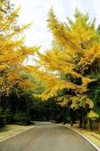 墜入秋天的童話天台山秋日漫遊指南