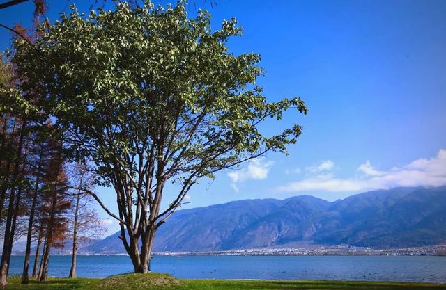 伴喜 Terrace：洱海之畔的森氧棲居