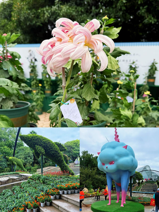 重慶最大規模的菊展來啦