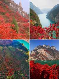 11月下旬-12月下旬三峽紅葉別錯過