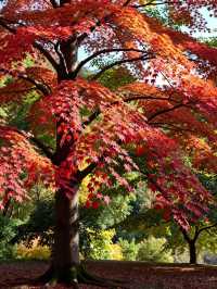 江浙滬小眾秋日自駕天堂!四明山紅楓谷yyds