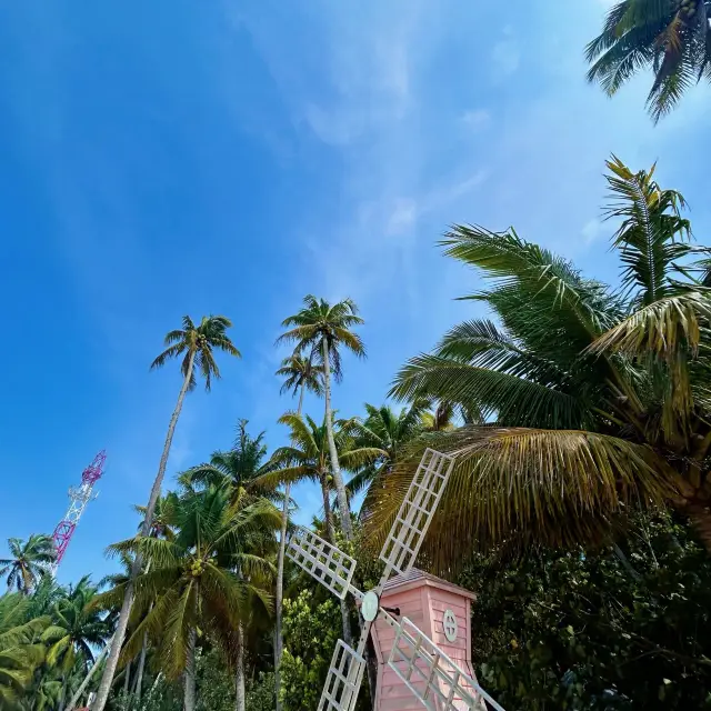 Why is the Dongjiao Coconut Grove in Wenchang, Hainan so photogenic? 
