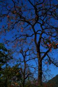 湖北羅田甜柿秘境500年古柿樹王等你來打卡！