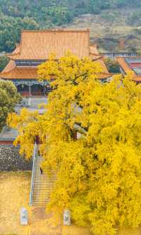 銀杏瀑布、紅葉滿山 鄭州周邊小眾賞秋路線