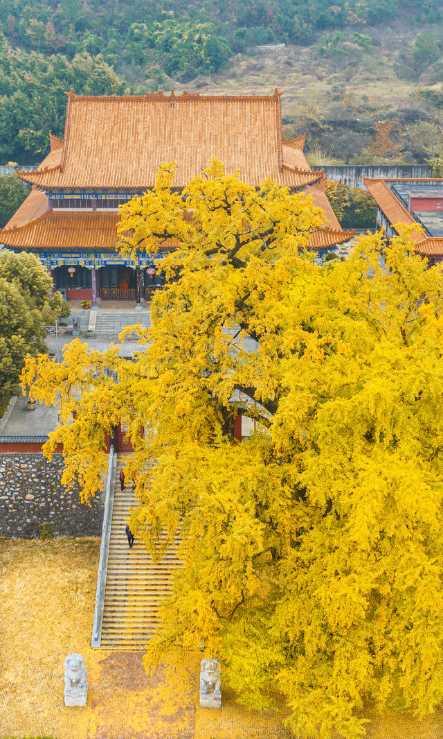 銀杏瀑布、紅葉滿山 鄭州周邊小眾賞秋路線 銀杏瀑布、紅葉滿山 鄭州周邊小眾賞秋路線