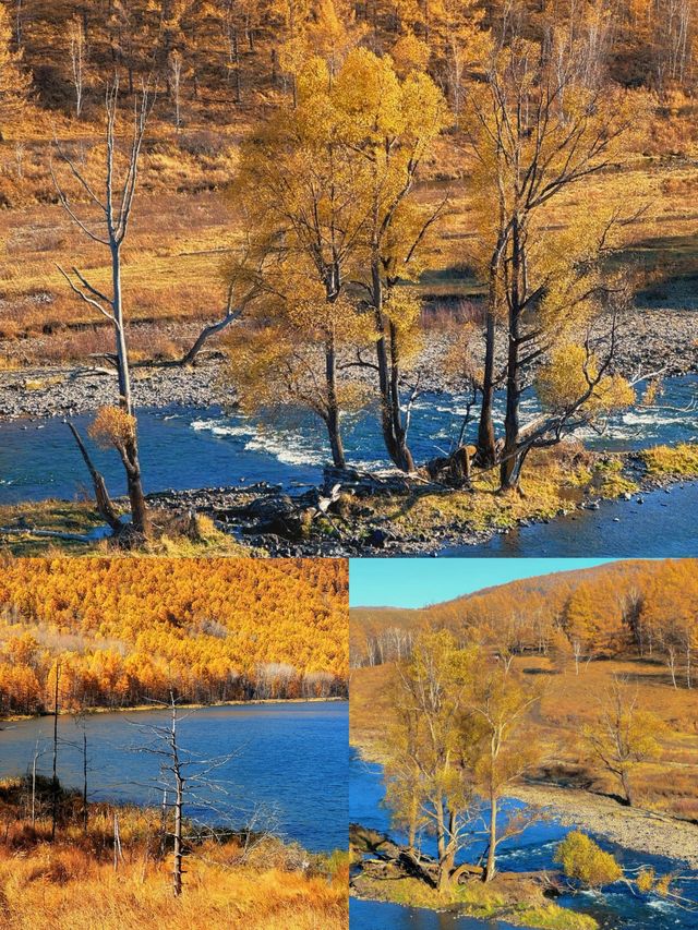 赴一場大興安嶺的秋日之約，把浪漫染成金黃