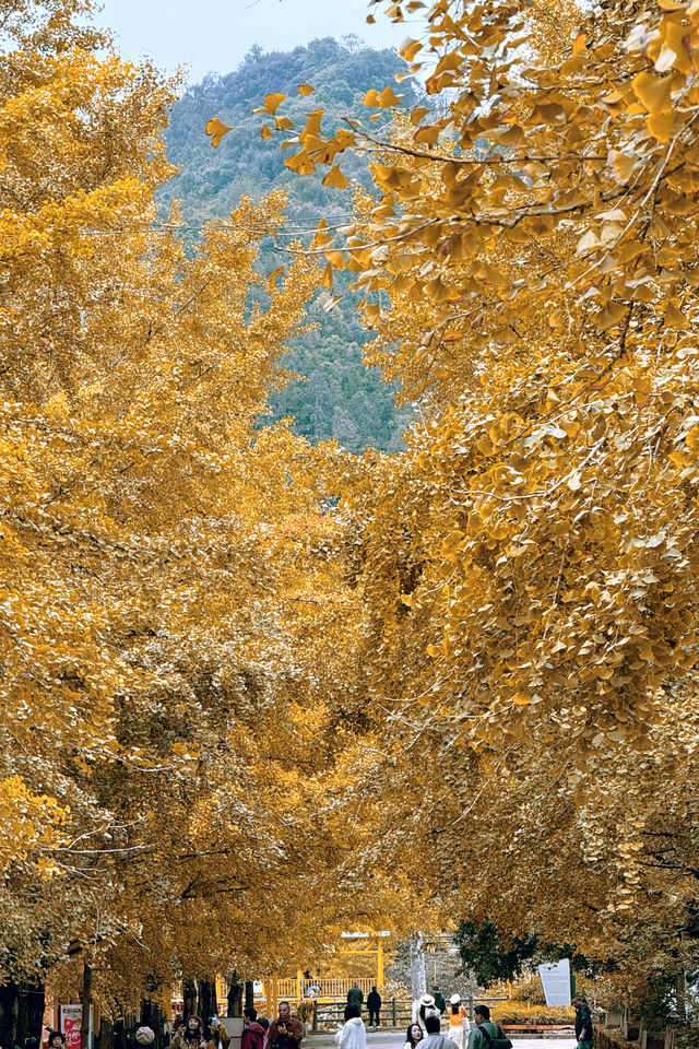 廣東銀杏天花板！韶關帽子峰旅遊景