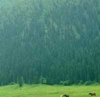 在庫爾德寧,我找到了雪山草原的終極形態!