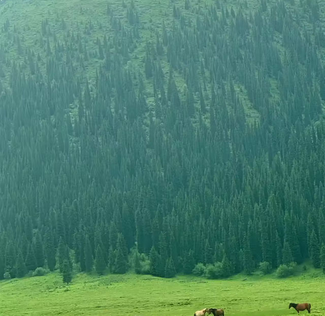 在庫爾德寧,我找到了雪山草原的終極形態! 在庫爾德寧,我找到了雪山草原的終極形態!