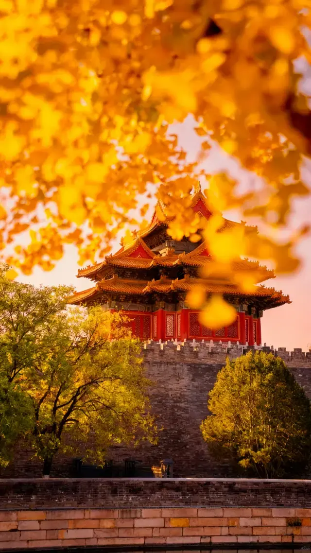 故宮秋色封神！百年銀杏角樓光影機位全攻略