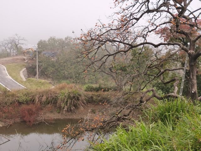 令人驚艷的賞秋之地——中國甜柿第一村 令人驚艷的賞秋之地——中國甜柿第一村