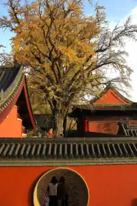 花果山千年銀杏打卡了嗎