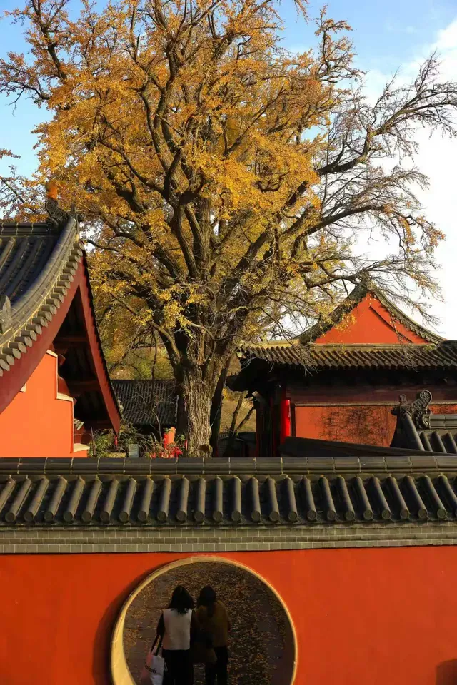 花果山千年銀杏打卡了嗎