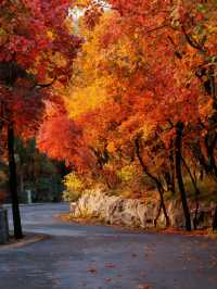 濟南秋日野趣指南