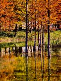 滬上「小喀納斯」| 這片紅杉森林驚艷到我最近被三林濱江森林公園