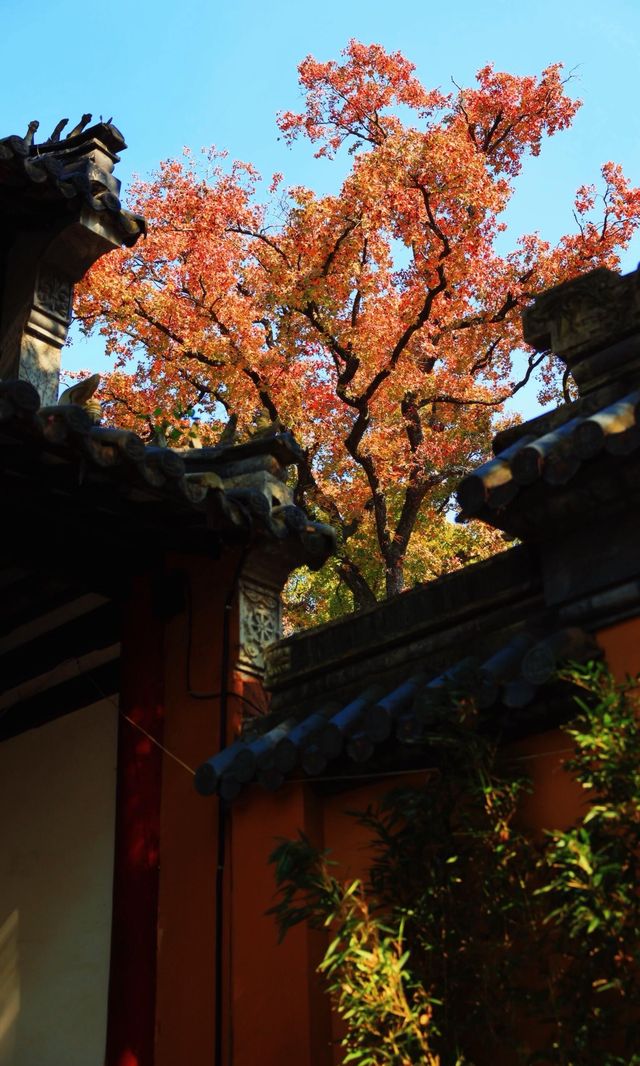 南京靈谷寺賞秋秘境