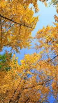 長沙的秋天，一半是古寺禪意，一半是金色浪漫