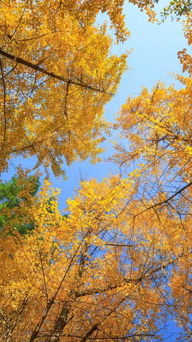 長沙的秋天，一半是古寺禪意，一半是金色浪漫