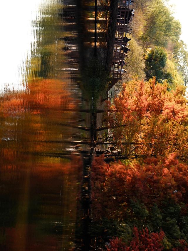 秋日陰雨漫步水杉林 秋日陰雨漫步水杉林