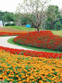 深圳地鐵直達的彩虹花海!這個公園太寶藏