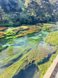 奧克蘭北島一日遊｜奧克蘭自然風景必打卡