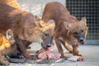 上海動物園豺寶寶即將展出