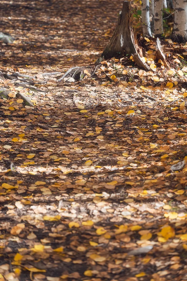 站在中國最北的江灣，擁抱一整片北國的浪漫