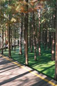 徐州拍照王炸！市區藏「抹茶綠童話秘境」0元出片