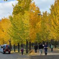 大阪隱藏銀杏秘境！99%遊客錯過